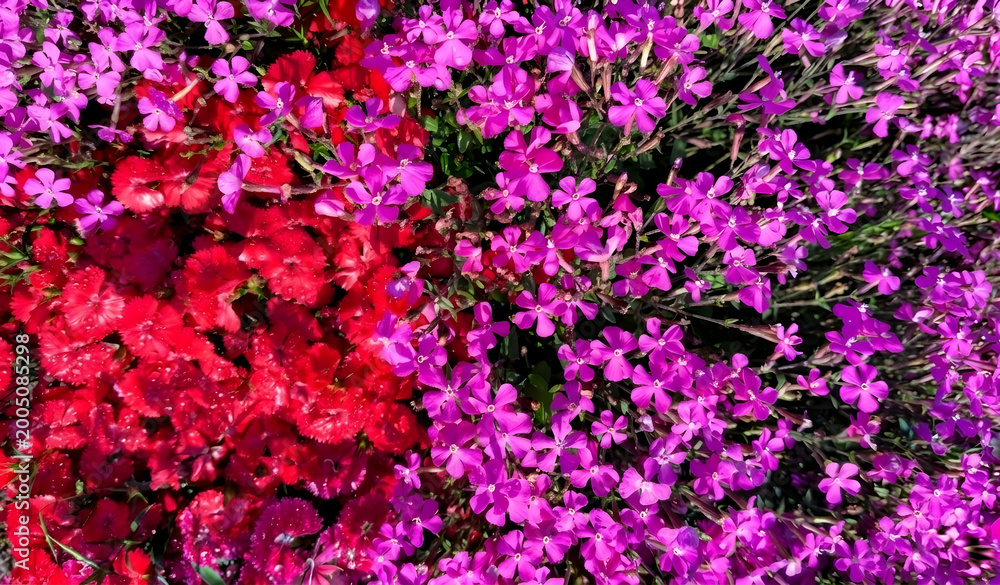 Obraz premium 青空の下に広がる鮮やかなピンク色のムシトリナデシコの絨毯と新緑の風景 Vibrant pink Silene armeria flowers carpet under a clear blue sky and fresh green trees
