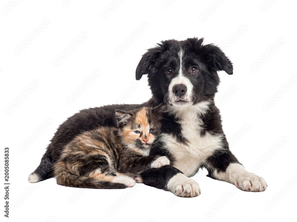 Fototapeta premium A cute Border Collie puppy and a small calico kitten sitting together, looking forward charmingly.