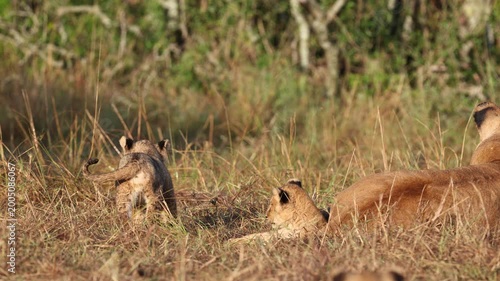 African lion cubs wrestling and playing with mother lioness on the Masai Mara grassland, young cubs in golden morning light at the savannah edge, Kenya wildlife 4K B-roll