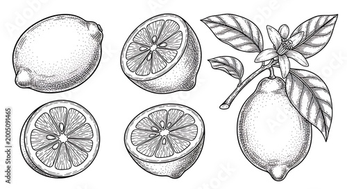 Lemon sketches in vintage style