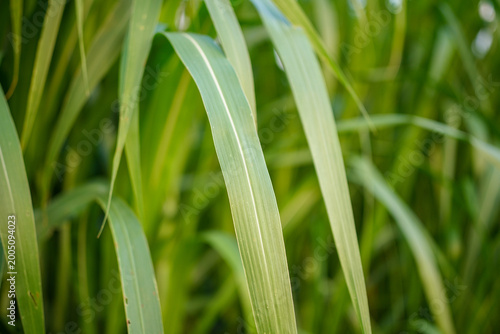 Close up of Brachiaria mutica or kolonjono grass. This grass is usually used as animal feed for herbivores.