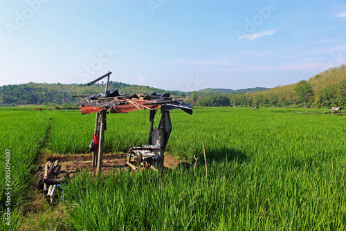 View of a minimalist hut in the rice fields on a sunny day with hills in the background. 
