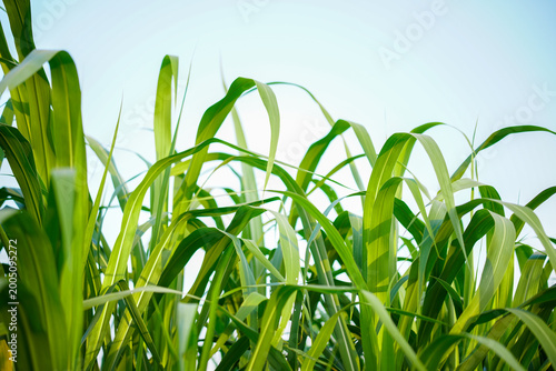 Close up of Brachiaria mutica or kolonjono grass. This grass is usually used as animal feed for herbivores.