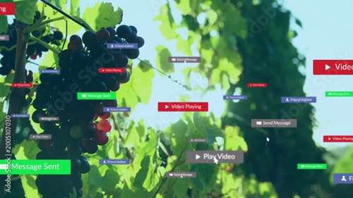 Cursor clicking Play overlay, badges appearing across vineyard, grape bunch anchored showing alerts