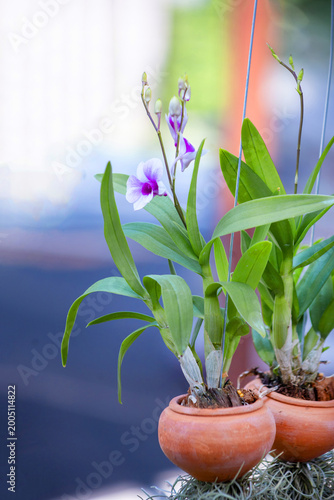 Mini orchid and Tillandsia usneoides in the pot hanging
