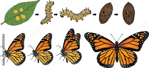 Photos Complete Life Cycle Stages of a Monarch Butterfly Featuring Eggs on Leaf, Caterp