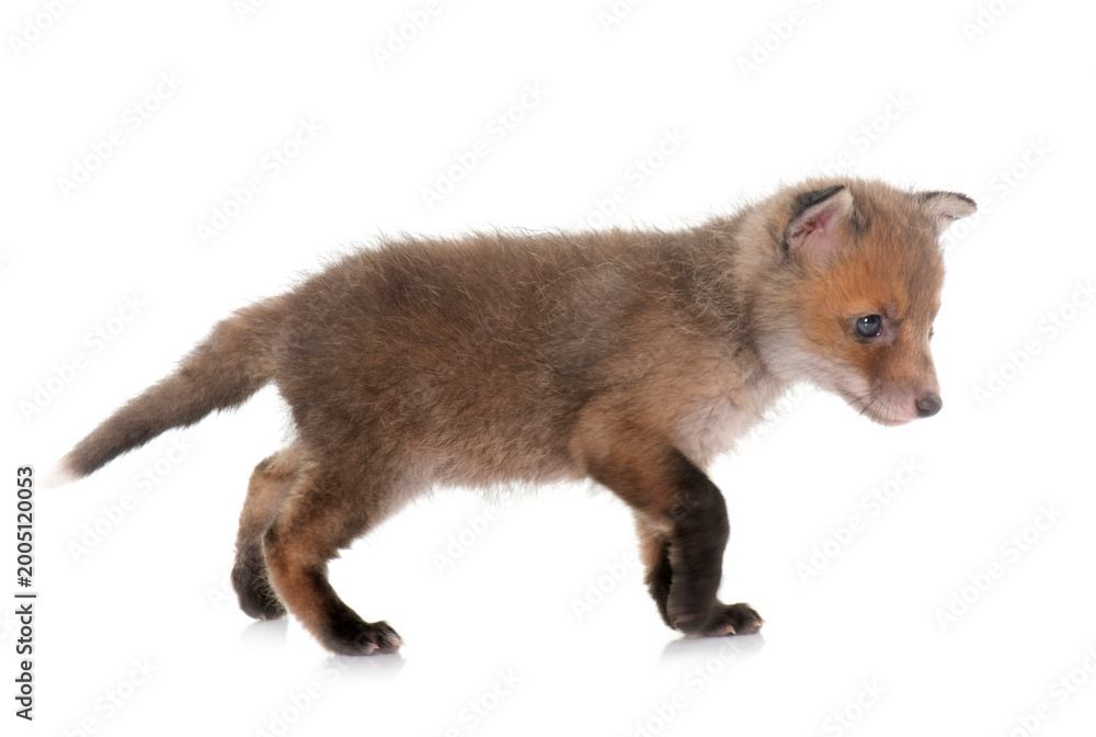 Obraz premium red fox cub