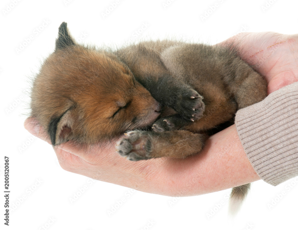Obraz premium sleeping fox cub