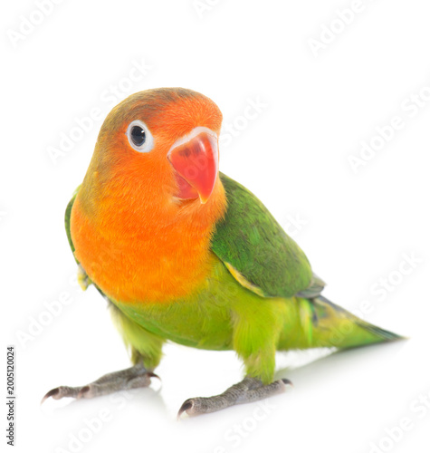 young fischeri lovebird