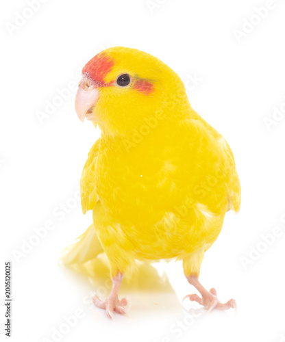 Canvas Print Red-fronted Kakariki parakeet
