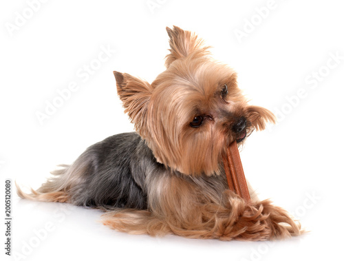Konstfotografi yorkshire terrier gnawing a bone