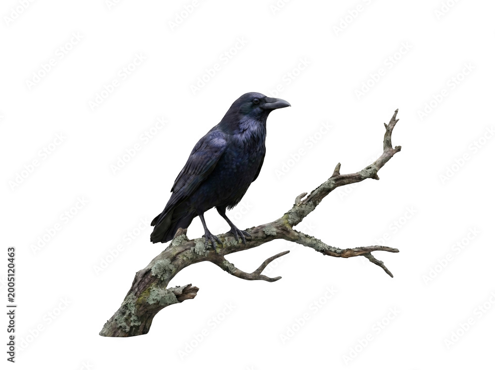 Fototapeta premium Raven perched on a bare branch against a black background