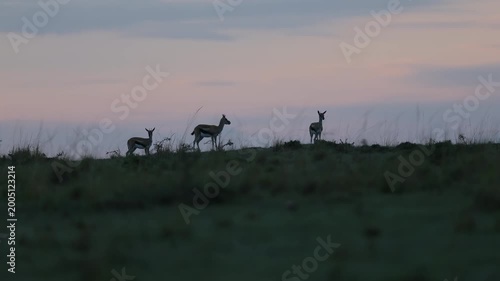 Three Thomson gazelles silhouetted on a ridge against pink dawn sky on the Masai Mara plains, gazelle herd at first light on the savannah horizon, Kenya wildlife 4K B-roll