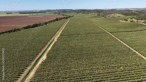 Wide-angle aerial footage showing the scale of olive oil production fields bordering the Rio Barbate and Embalse del Barbate in Cadiz.