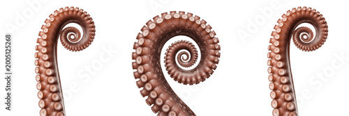 Fotografie Curled Octopus Tentacle Transparent PNG - Marine Sea Monster Kraken Seafood Elem