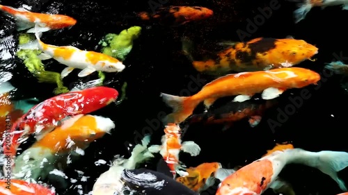 Koi, beautiful pet fish, beautiful fish, freshwater fish living together in groups