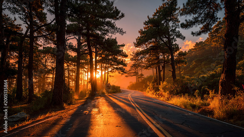 Rural highway through pine forest at golden hour