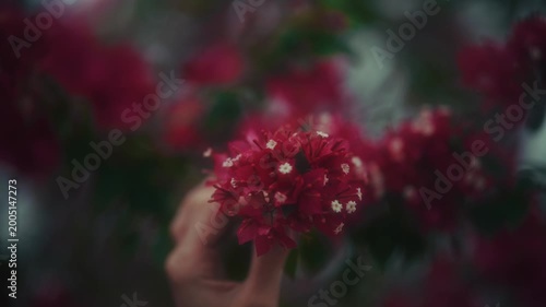 Woman With Flowers. Woman In Garden Delicately Smelling Vibrant Red Flowers With Soft Aesthetic
