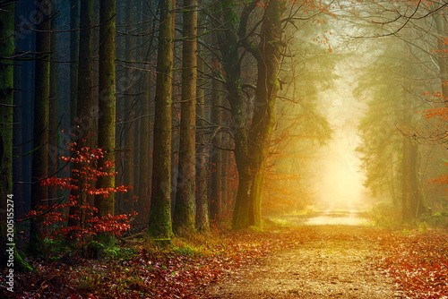 brown trees with fog during daytime