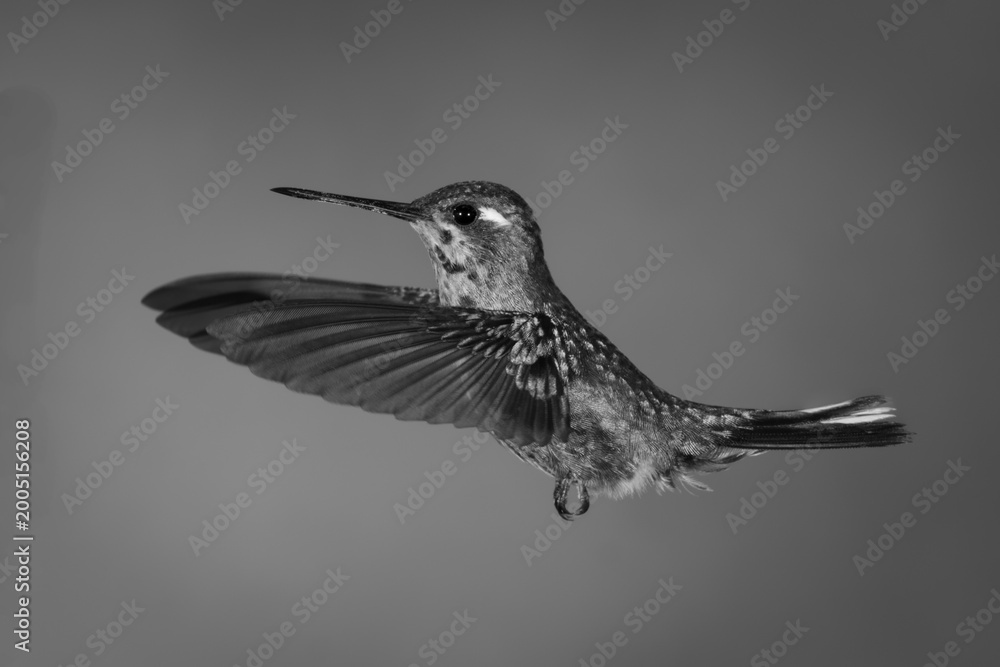 Fototapeta premium Mono female purple-bibbed whitetip flaps wings forwards