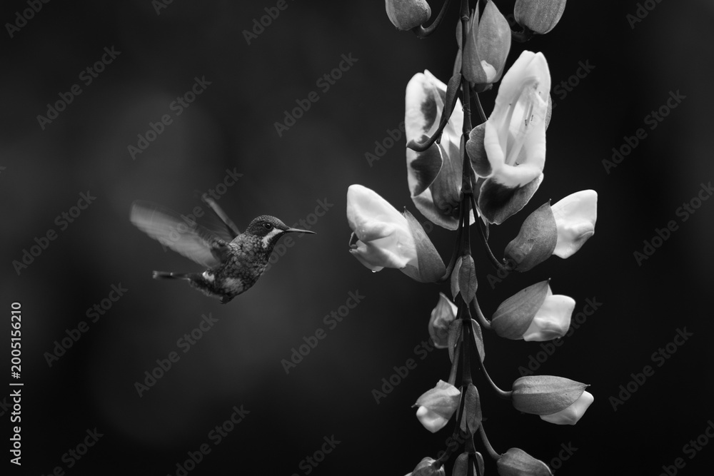 Fototapeta premium Mono female green thorntail hovers by flower