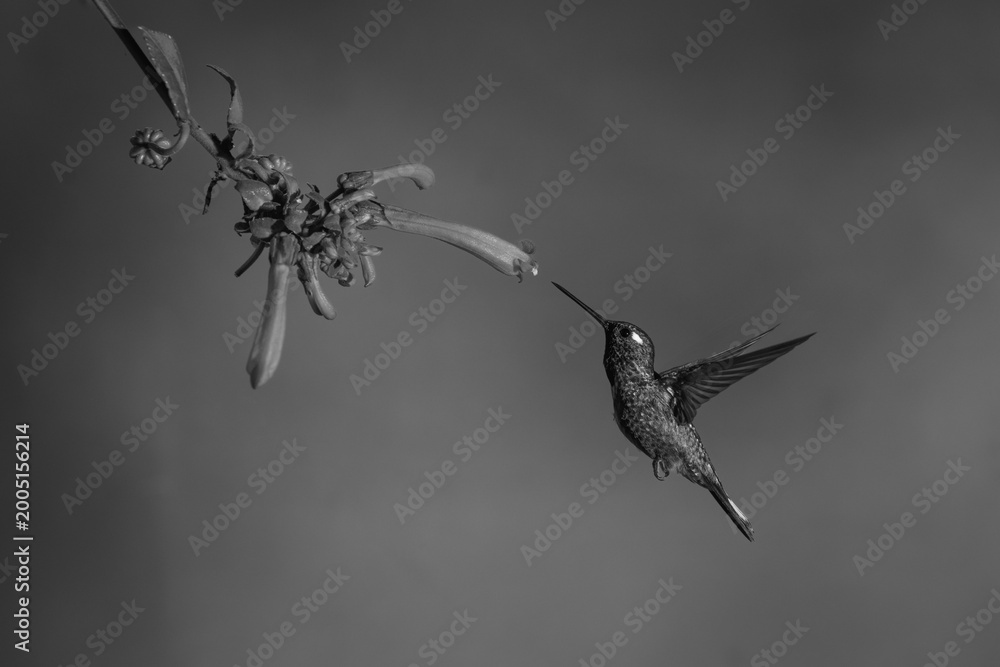 Fototapeta premium Mono female purple-bibbed whitetip flies to fuchsia