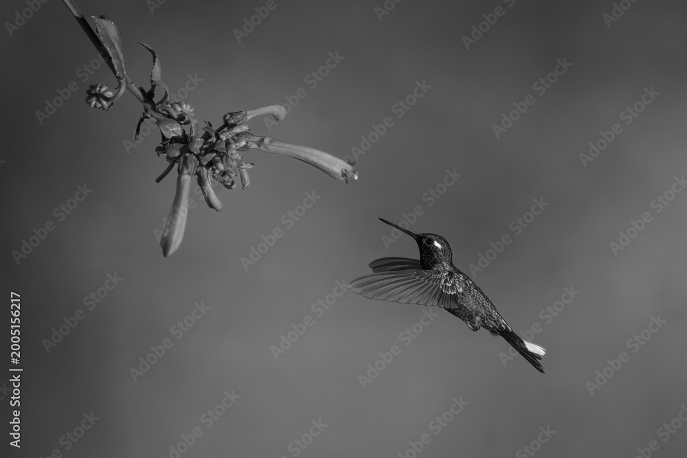Fototapeta premium Mono female purple-bibbed whitetip flies toward fuchsia