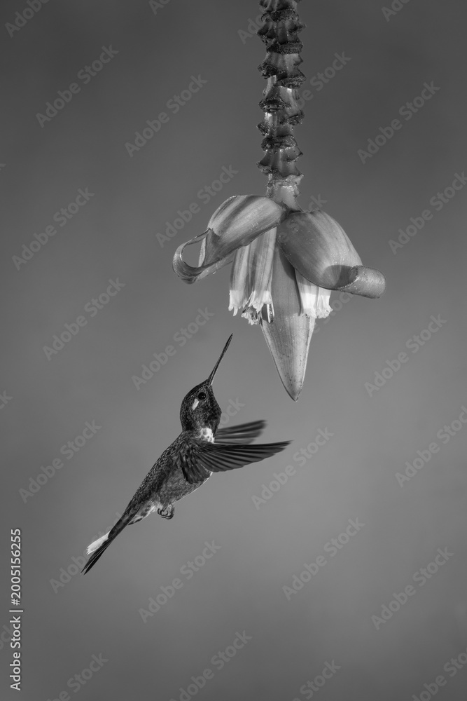 Fototapeta premium Mono female purple-bibbed whitetip hovers by flower