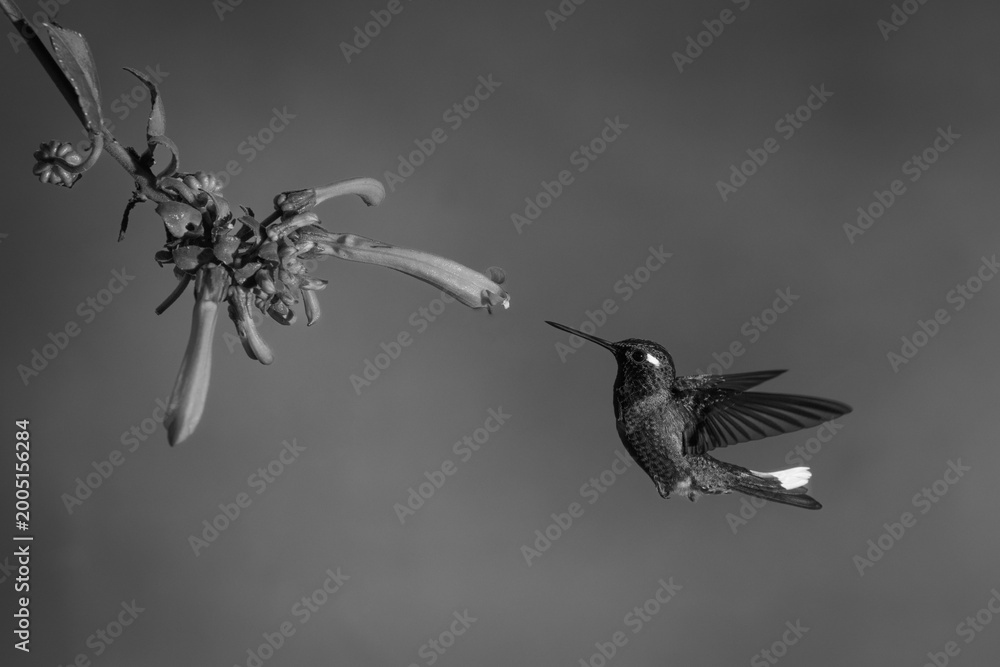 Fototapeta premium Mono female purple-bibbed whitetip flies towards fuchsia