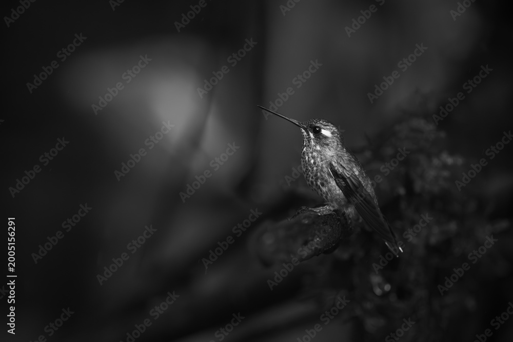 Fototapeta premium Mono female purple-bibbed whitetip looks up curiously