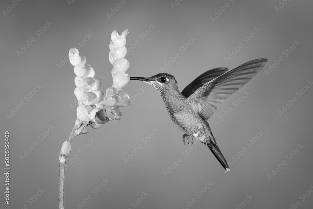 Fototapeta premium Mono green-crowned brilliant hovers drinking from flowers