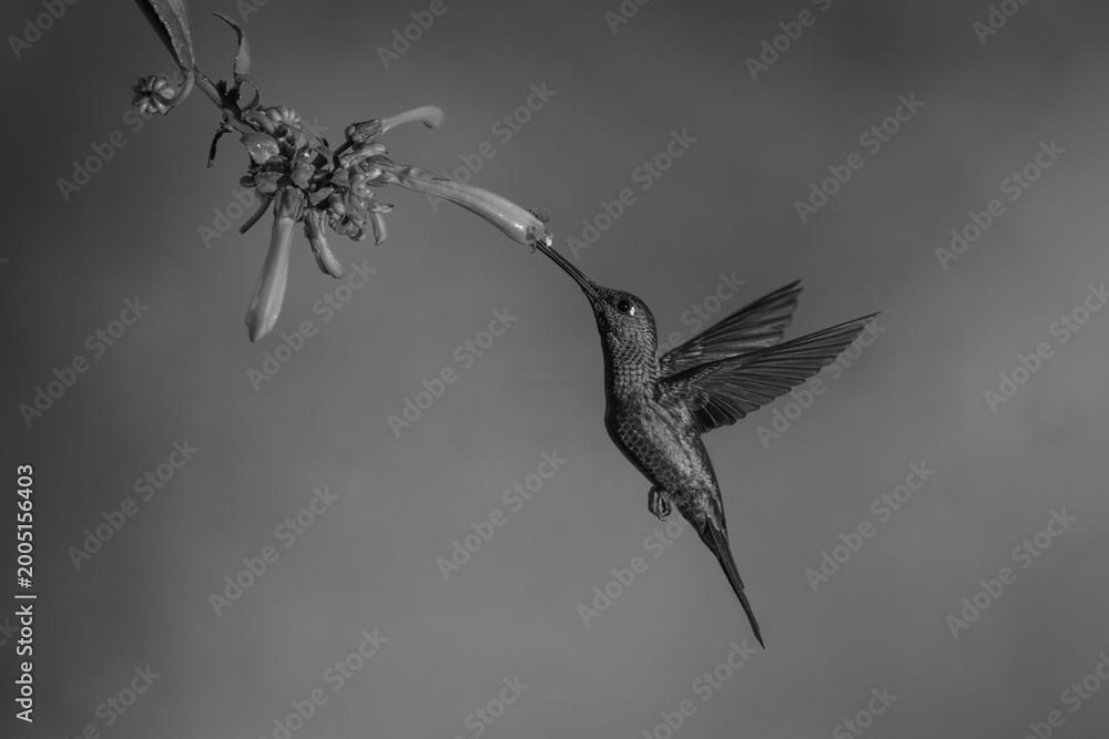 Fototapeta premium Mono male green-crowned brilliant drinks from fuchsia