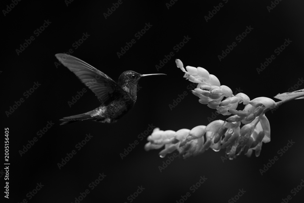 Fototapeta premium Mono male crowned woodnymph hovers near flower