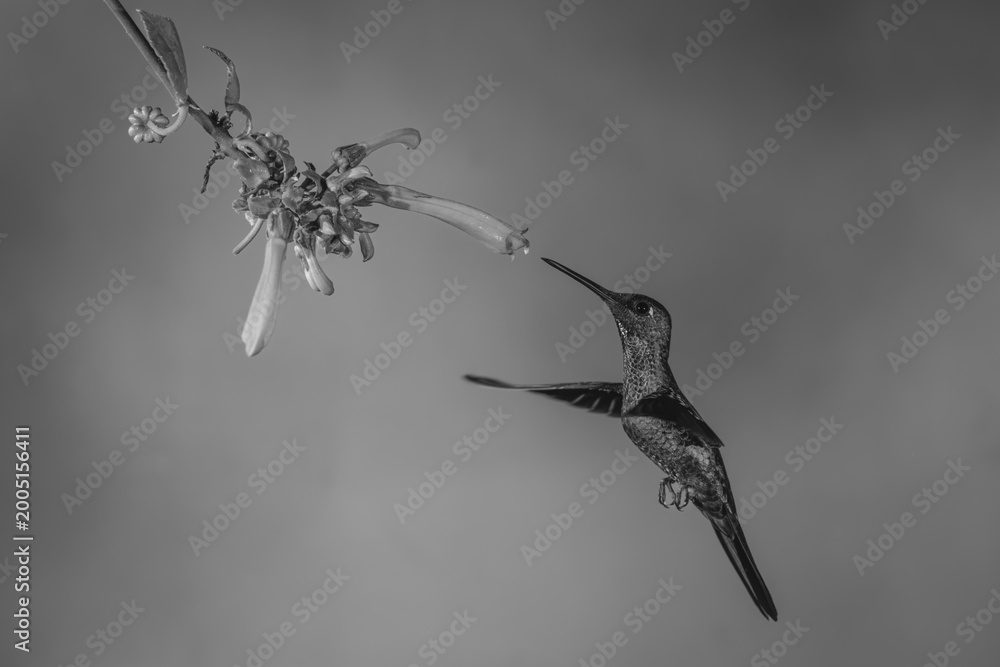 Fototapeta premium Mono male green-crowned brilliant hovers by fuchsia