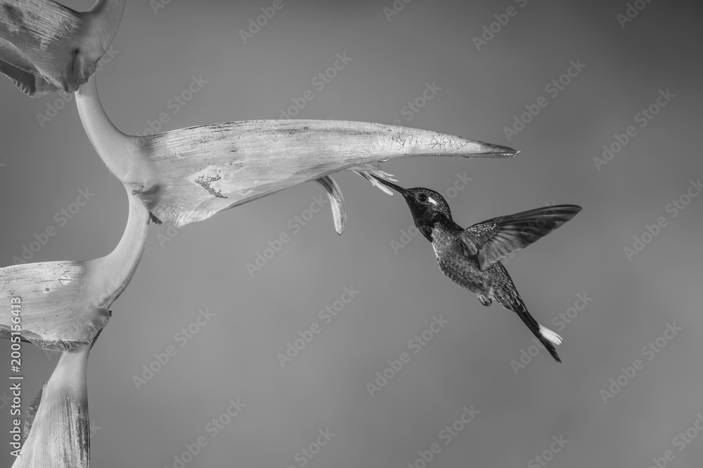 Fototapeta premium Mono male purple-bibbed whitetip drinking from heliconia