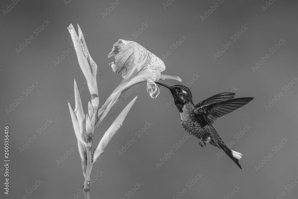 Fototapeta premium Mono male purple-bibbed whitetip drinks from lily