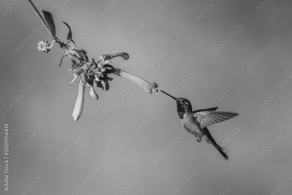 Fototapeta premium Mono male purple-bibbed whitetip flies towards fuchsia