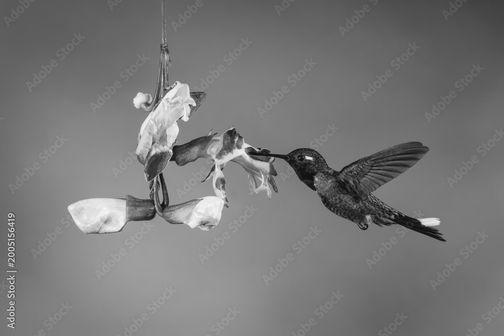 Fototapeta premium Mono male purple-bibbed whitetip feeds from trumpetvine