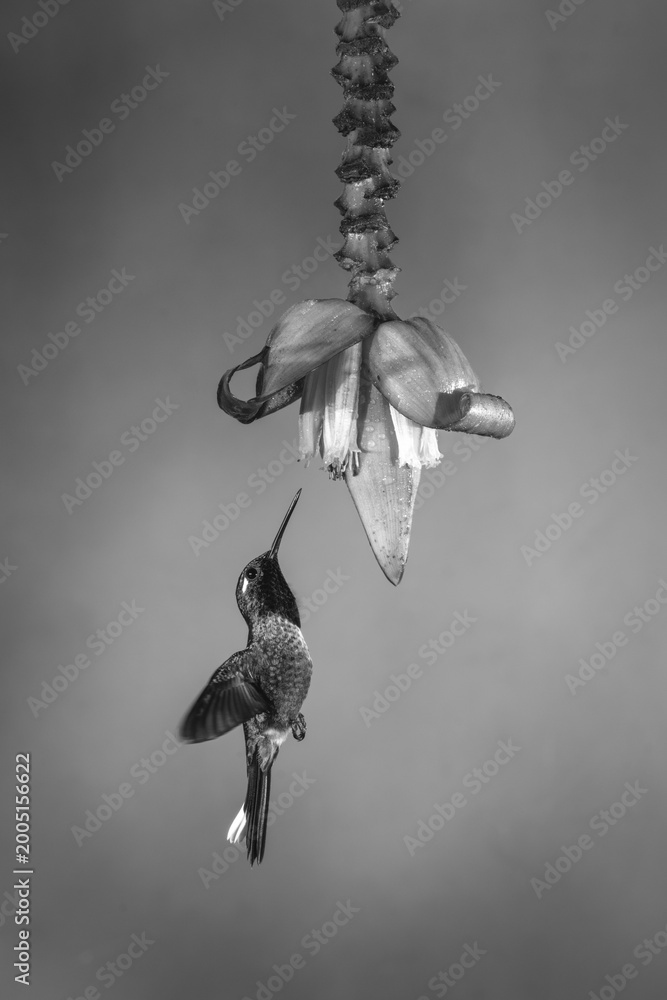 Fototapeta premium Mono male purple-bibbed whitetip flies under flower