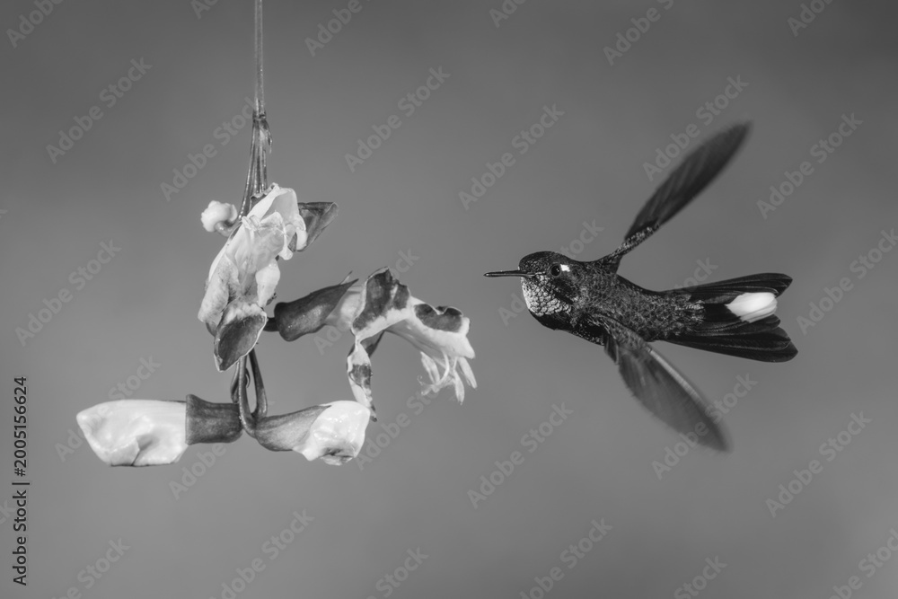 Fototapeta premium Mono male purple-bibbed whitetip twists towards trumpetvine