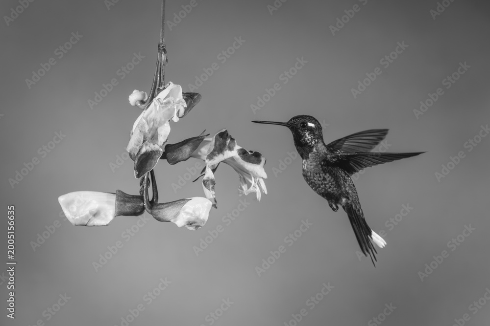 Fototapeta premium Mono male purple-bibbed whitetip hovers beside trumpetvine