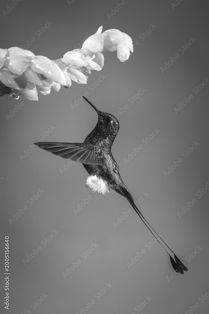 Fototapeta premium Mono male white-booted racket-tail approaches orange flower