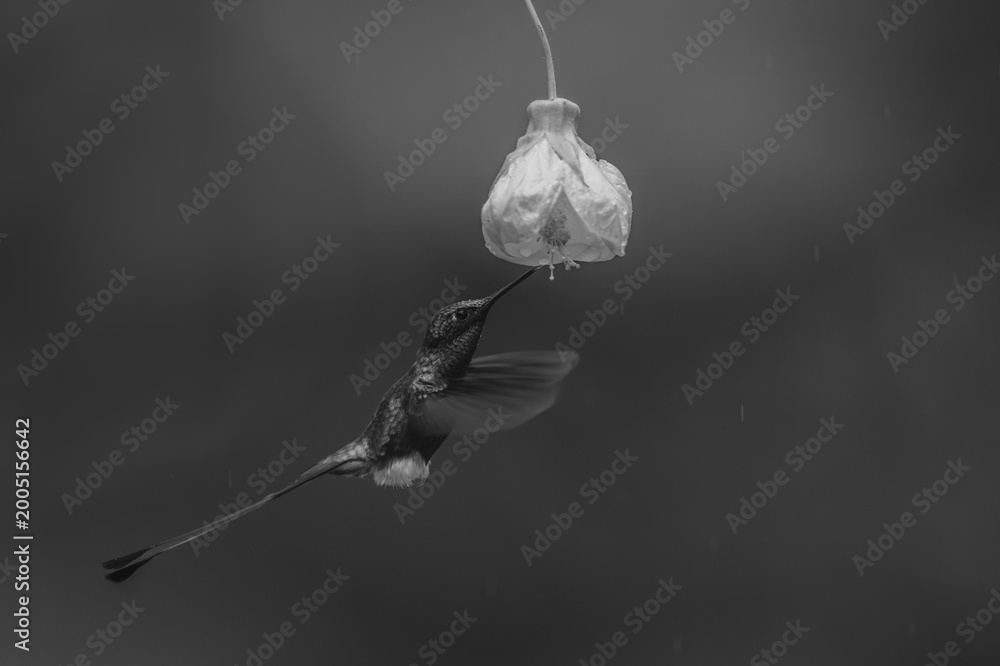 Fototapeta premium Mono male white-booted racket-tail drinking from flower