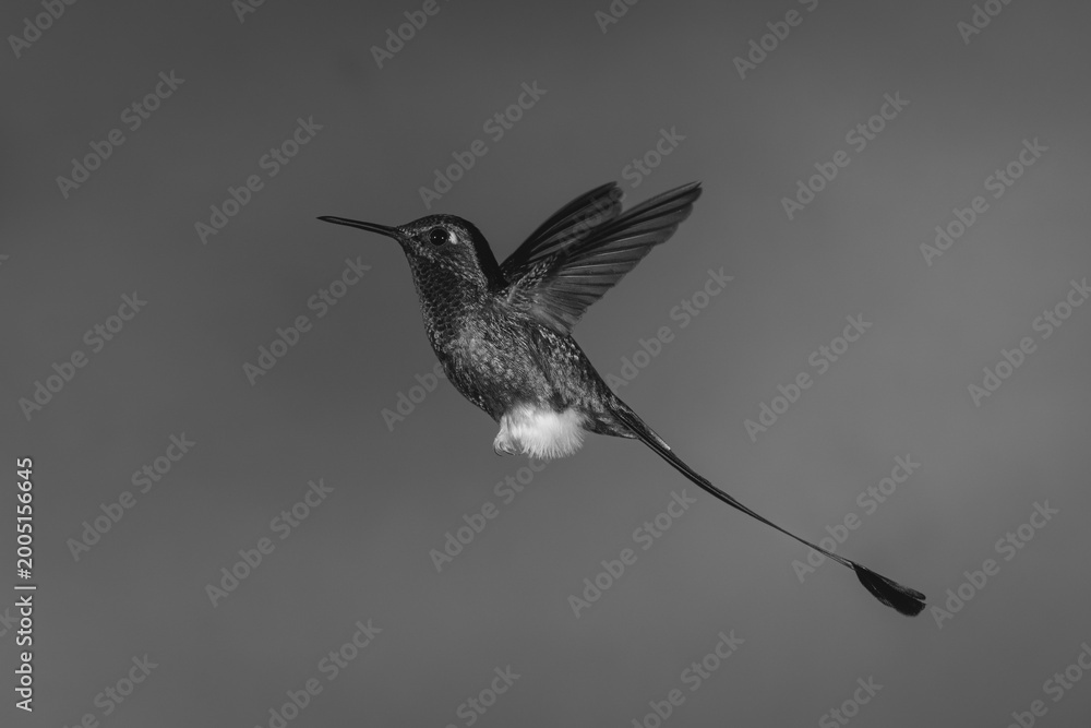 Fototapeta premium Mono male white-booted racket-tail against green background