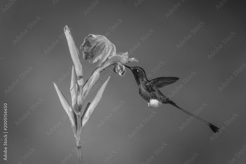 Fototapeta premium Mono male white-booted racket-tail drinks from lily