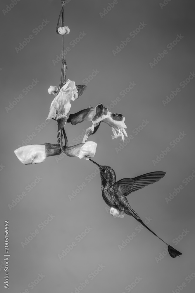 Fototapeta premium Mono male white-booted racket-tail drinks from trumpetvine