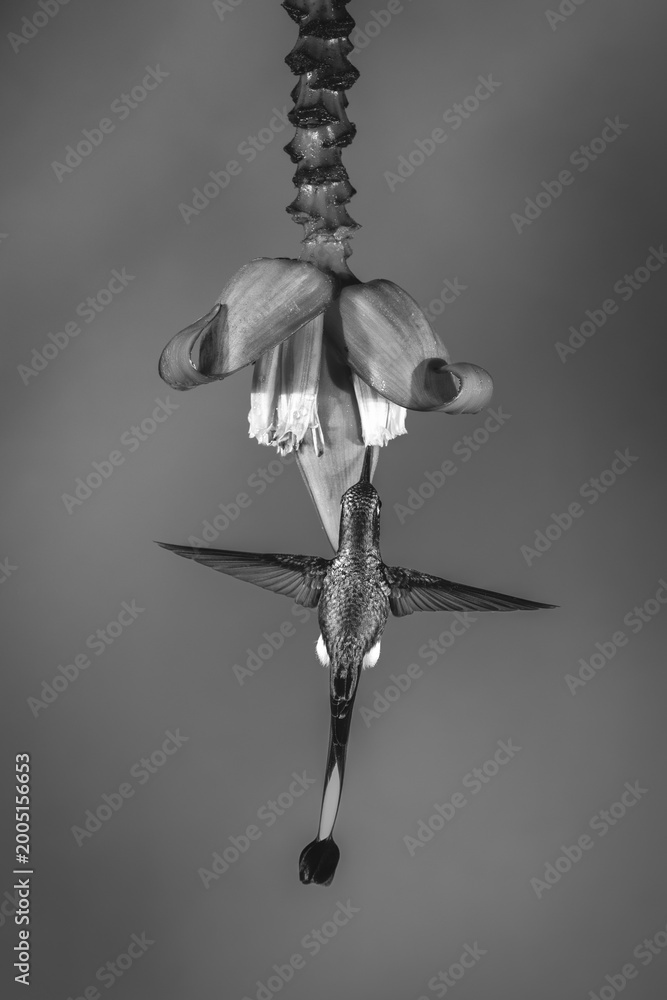 Fototapeta premium Mono male white-booted racket-tail drinks from flower