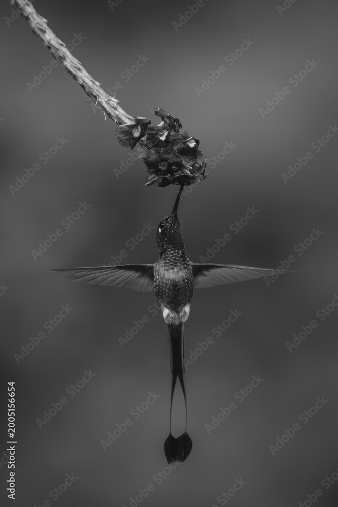 Fototapeta premium Mono male white-booted racket-tail drinks under flower