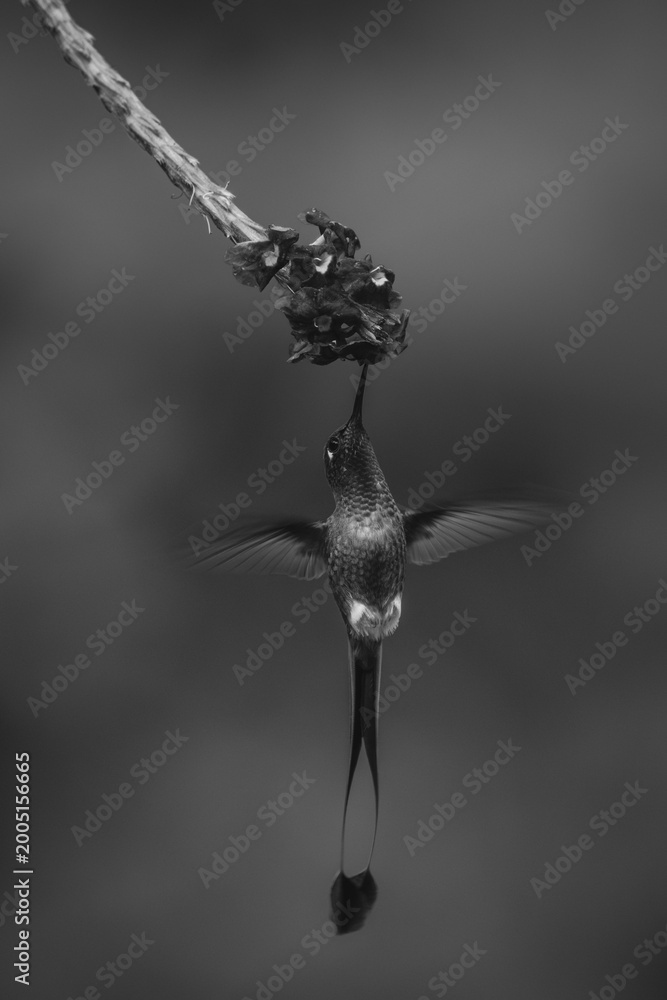 Fototapeta premium Mono male white-booted racket-tail feeding from flower