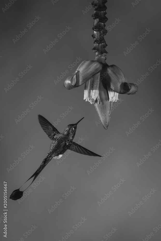 Fototapeta premium Mono male white-booted racket-tail flies toward flower